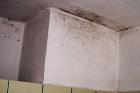 Oberhausen Schimmel in der Wohnung und der Vermieter tut nichts