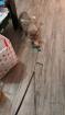 Süßer Bengal - Kater Balu sucht ein neues Zuhause