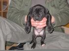 American Pit Bull Terrier
