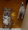Reinrassige American Bulldog Huendin und Ruede