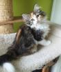 Norwegische Waldkatzen Kitten reinrassig - Babys mit Stammbaum