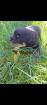Rottweiler Rottweilerwelpen