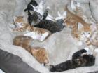 7 Süße Katzenbabys in liebevolle Hände abzugeben
