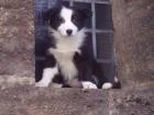 Australian Shepherd/ Border-Collie Welpen