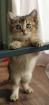 BKH kitten
