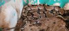 Königspythons mit Terrarium Zubehör