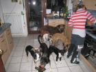 Hundeschule tierpension braucht hilfe