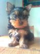 Reinrassiger Yorkshire Terrier Welpe Rüde ohne Papiere