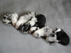Mini-Aussie Welpen der Extraklasse