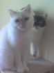 2 Exotic Shorthair nur als Paar abzugeben