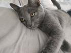 Kater grau 4 5 Monate