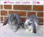 NHD Babys Chinchilla-bont und Chinchilla suchen