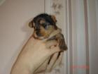 Yorkshire Terrier Welpen