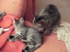 Zwei Katzen Kater Katze grau-getigert - umständerhalber abzugeben - 3/4 Jahr