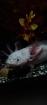 Axolotl Jungtiere ab 15 cm