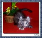 Peter Pan Kitten American Curl