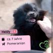 Heidy - lieb verträglich