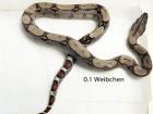 1. 1 Boa Constrictor Imperator Wildtyp DNZ12
