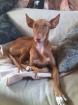 Podenco canario