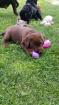 Labrador Welpen