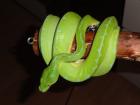 1. 0 Morelia viridis NZ08 inkl. Terrarium