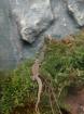 Varanus Acanthurus 0. 0. 3