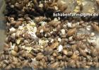 Biete Argentinische Waldschaben Blaptica dubia ideales Futtertier