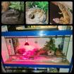 3 Leopardengeckos mit komplettset Terrarium.