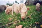 Thailändisches Wildschwein Minischwein