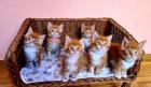 Maine Coons Kitten ROT red tabby 3 Weibchen 3 Männlein