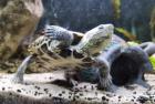 Dreikielschildkröte 1 Jahr