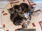Mischlingskitten Weiblich
