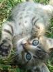 Katzenkinder suchen ein zu Hause