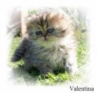 Süße Perser und Exotic Shorthair Kitten