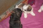 Shih tzu Welpen