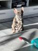 Leo 8 Monate sucht liebe Familie