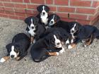 Appenzeller Sennenhund Welpen