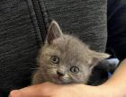 BKH reinrassige Kitten in Blue mit Stammbaum