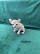 Süße Canadian Sphynx Kitten