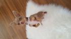 Chihuahua Deckrüde