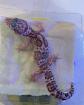 0. 1 Mack Snow Tremper Leopardgecko Weibchen Enz 22 Übergabe Houten oder Hamm möglich