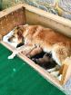 Harzer Fuchs Welpen reinrassig