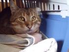 Wer möchte einem lieben sehr verschmusten Kater ein neues Zuhause geben