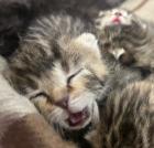 BKH/ EKH Kitten Babykatzen