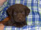 Labrador-Welpen braun reinrassig Rüde Hündin je 1x