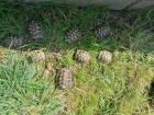 Grischiche Landschildkröten THB
