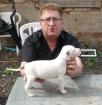 Dogo Argentino Welpen ab 25. 05. 2022