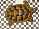 Testudo marginata weissingeri Breitrandschildkröte