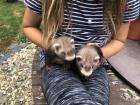 Frettchenrüde Iltisfarben braun Männchen