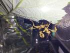 Australische Gespenstschrecken -Extatosoma tiaratum